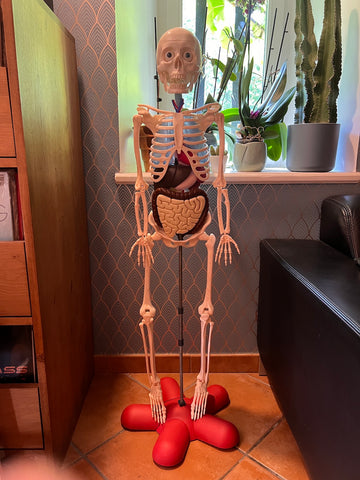 Squelette d'anatomie humaine - Editions RBA France - 2013