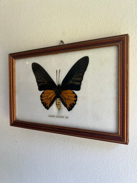 Cadre papillon naturalisé / taxidermie Golden Birdwing (M) - Troides Rhadamantus