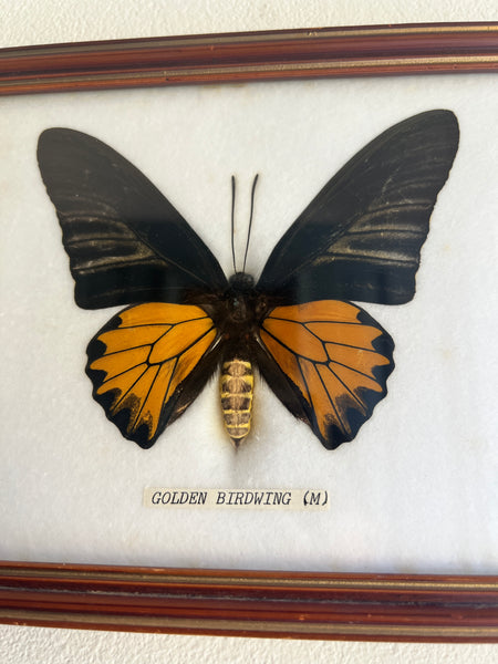 Cadre papillon naturalisé / taxidermie Golden Birdwing (M) - Troides Rhadamantus