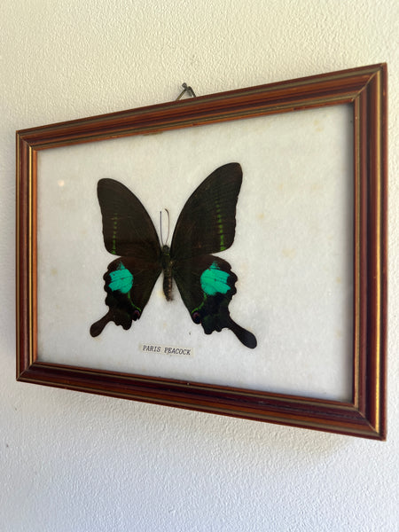 Cadre papillon naturalisé / taxidermie Paris Peacock - Papilio Paris