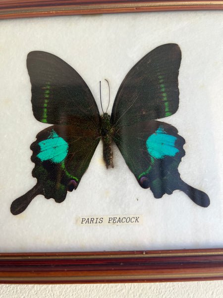 Cadre papillon naturalisé / taxidermie Paris Peacock - Papilio Paris