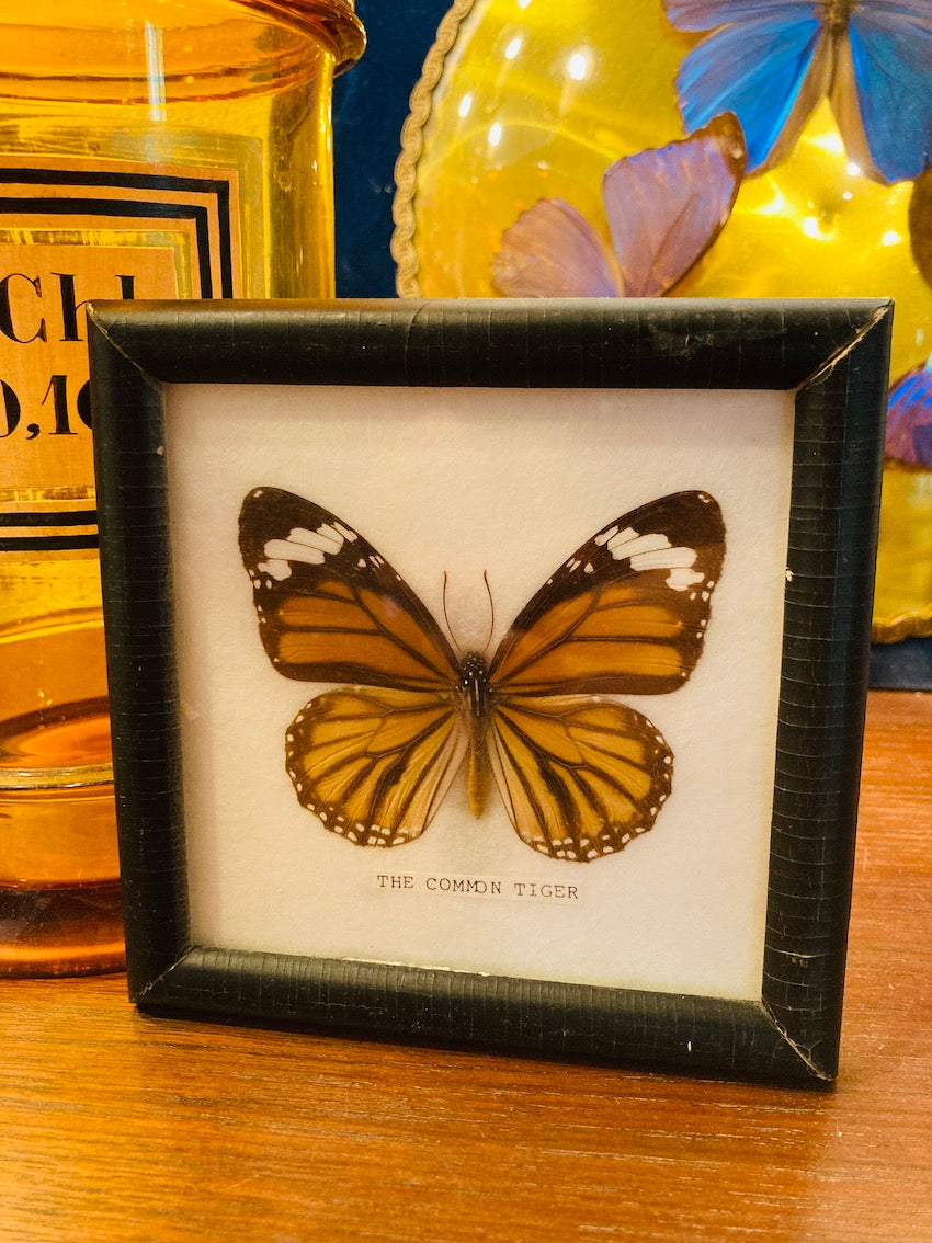 Cadre vintage papillon naturalisé The Common Tiger - Danaus Genutia
