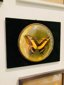 Cadre vintage papillon naturalisé Cyniras verre bombé