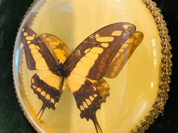 Cadre vintage papillon naturalisé Cyniras verre bombé