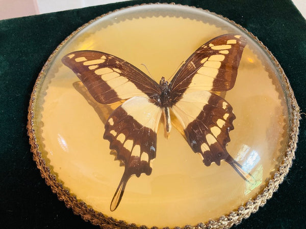 Cadre vintage papillon naturalisé Cyniras verre bombé