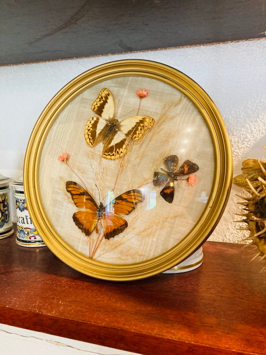 Cadre papillons naturalisés vintage