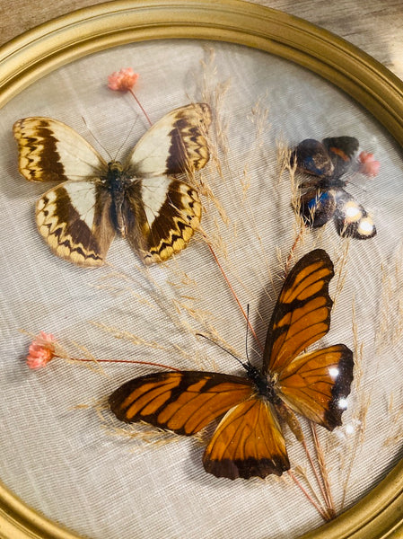 Cadre papillons naturalisés vintage