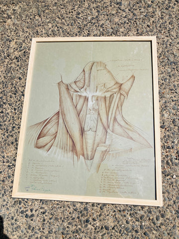 Dessin anatomique original "Muscles de la gorge" de Raphaël Henri Charles Ghislain (1928)