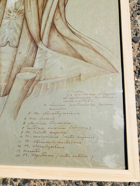 Dessin anatomique original "Muscles de la gorge" de Raphaël Henri Charles Ghislain (1928)