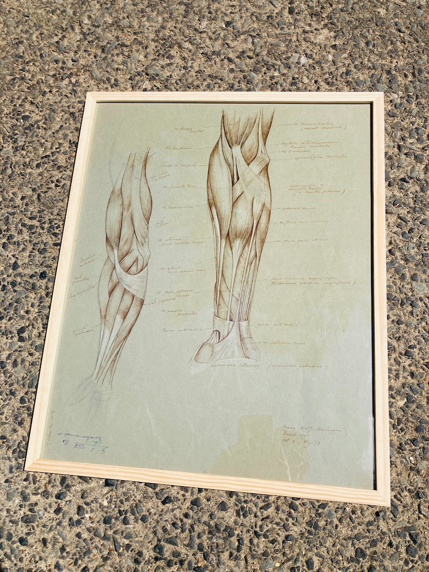 Dessin anatomique original "Les muscles du bras" de Raphaël Henri Charles Ghislain (1928)