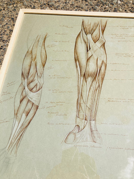 Dessin anatomique original "Les muscles du bras" de Raphaël Henri Charles Ghislain (1928)