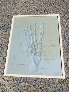 Dessin anatomique original "Les os du pied" de Raphaël Henri Charles Ghislain (1928)