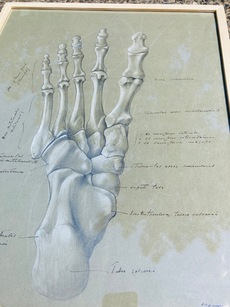 Dessin anatomique original "Les os du pied" de Raphaël Henri Charles Ghislain (1928)