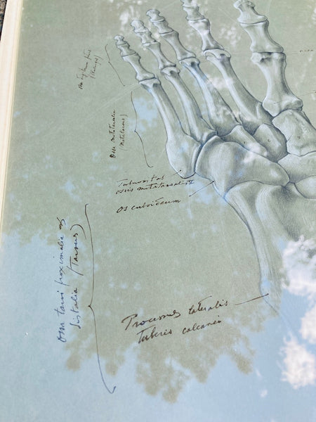 Dessin anatomique original "Les os du pied" de Raphaël Henri Charles Ghislain (1928)