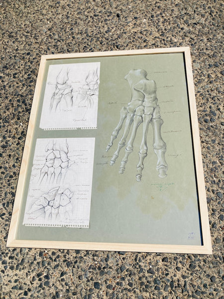 Dessin anatomique original "Les os du pied et de la main" de Raphaël Henri Charles Ghislain (1928)