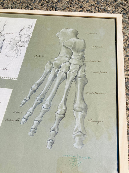 Dessin anatomique original "Les os du pied et de la main" de Raphaël Henri Charles Ghislain (1928)