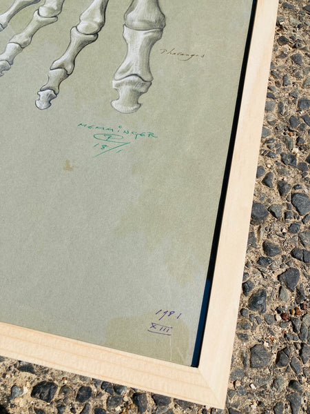Dessin anatomique original "Les os du pied et de la main" de Raphaël Henri Charles Ghislain (1928)