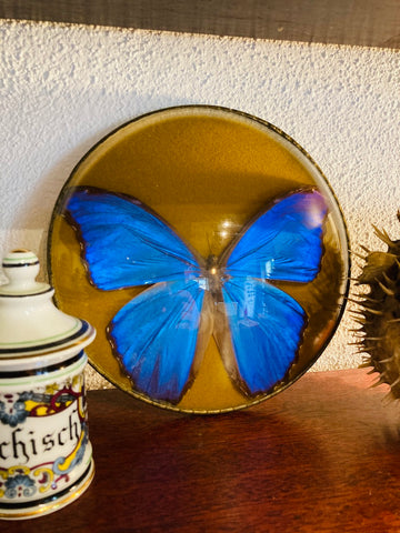 Cadre vintage papillon naturalisé Morpho Didius (Pérou) verre bombé