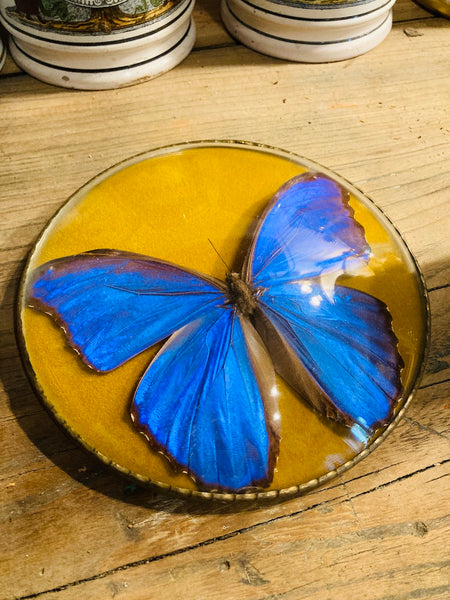 Cadre vintage papillon naturalisé Morpho Didius (Pérou) verre bombé