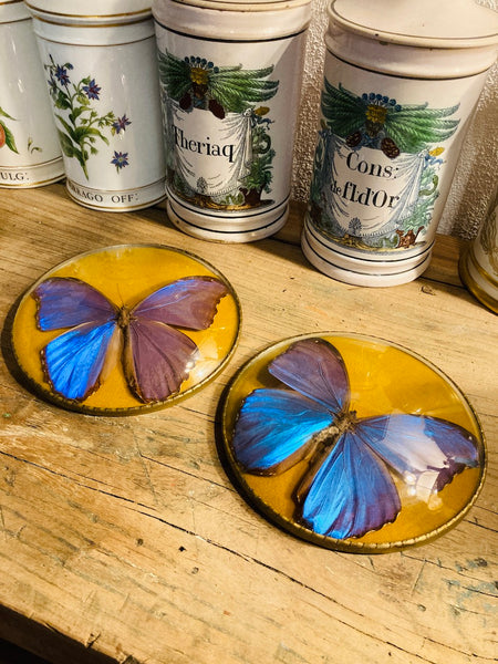 Cadre vintage papillon naturalisé Morpho Didius (Pérou) verre bombé
