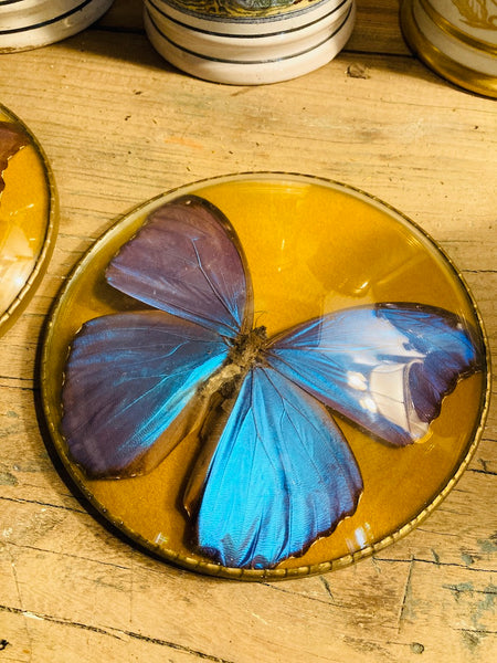 Cadre vintage papillon naturalisé Morpho Didius (Pérou) verre bombé
