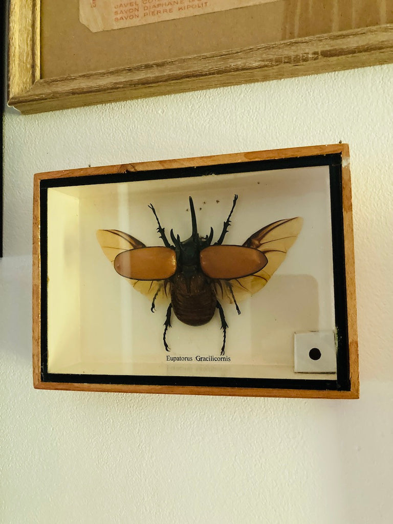 Eupatorus Gracilicornis - Scarabée Rhinocéros Cinq Cornes - Taxidermie Sous Verre Cadre Bois Noir
