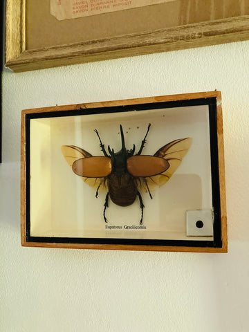 Cadre coléoptère / scarabée Eupatorus Gracilicornis naturalisé.