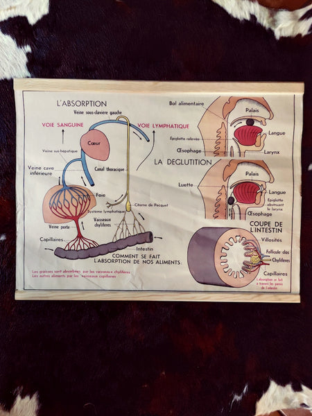 Carte scolaire ancienne "Le coeur et les vaisseaux / l'absorption" - Le Sélectionneur - Brocante en ligne