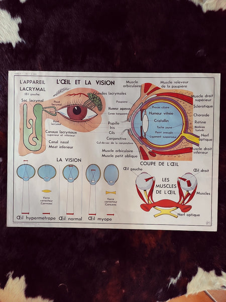 Carte scolaire ancienne "L'oreille, le nez / l'oeil et la vision" - Le Sélectionneur - Brocante en ligne