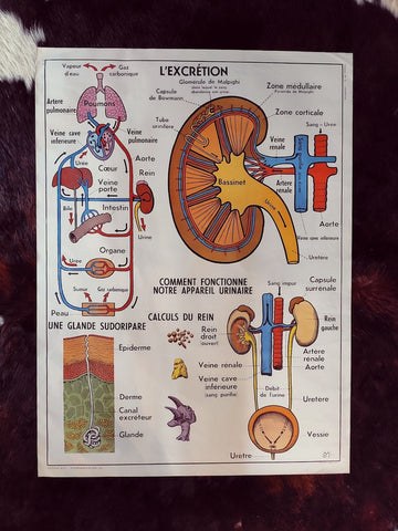 Carte scolaire ancienne "L'excrétion / l'hygiène" - Le Sélectionneur - Brocante en ligne