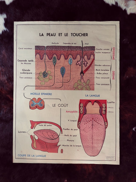 Carte scolaire ancienne "La peau et le toucher / le système nerveux" - Le Sélectionneur - Brocante en ligne