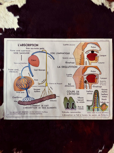 Carte scolaire ancienne "Le coeur et les vaisseaux sanguins / l'absorption" - Le Sélectionneur - Brocante en ligne