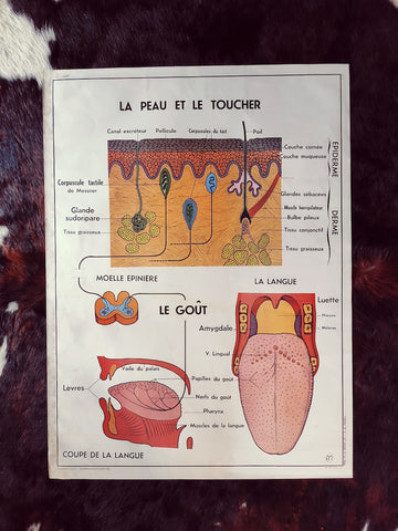 Carte scolaire ancienne "La peau et le toucher / le système nerveux" - Le Sélectionneur - Brocante en ligne