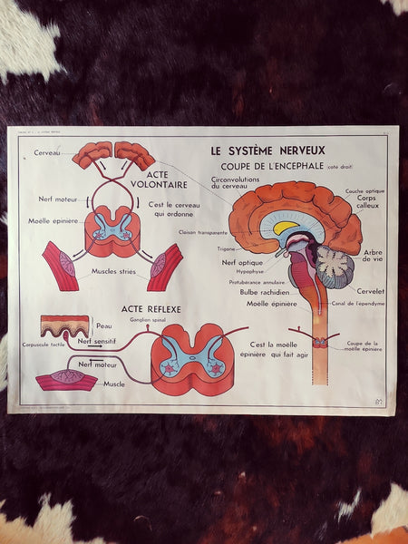 Carte scolaire ancienne "La peau et le toucher / le système nerveux" - Le Sélectionneur - Brocante en ligne