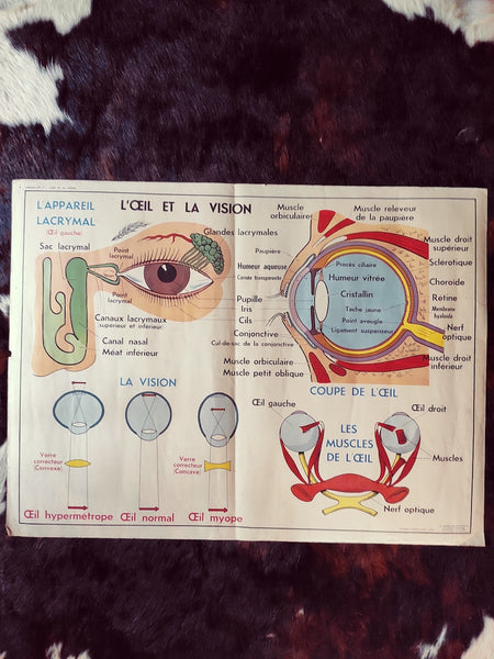 Carte scolaire ancienne "L'oreille et le nez / L'oeil et la vision" - Le Sélectionneur - Brocante en ligne