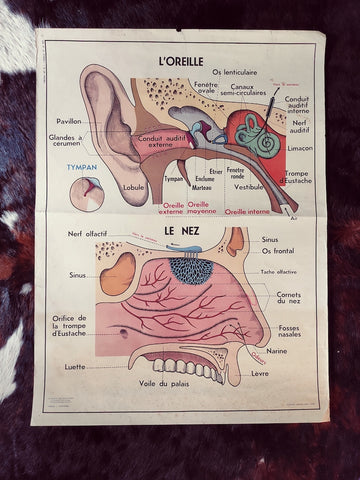 Carte scolaire ancienne "L'oreille et le nez / L'oeil et la vision" - Le Sélectionneur - Brocante en ligne