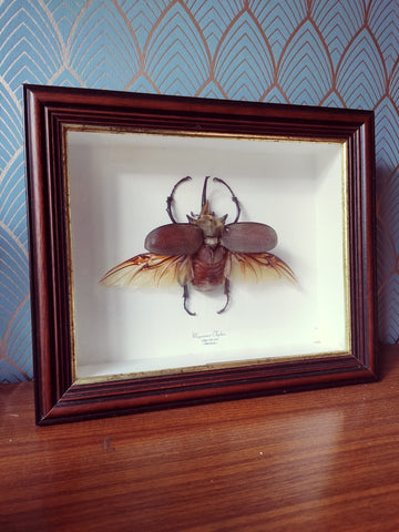 Cadre entomologique coléoptère / scarabée éléphant - Le Sélectionneur - Brocante en ligne