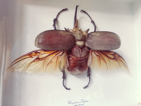 Cadre entomologique coléoptère / scarabée éléphant - Le Sélectionneur - Brocante en ligne
