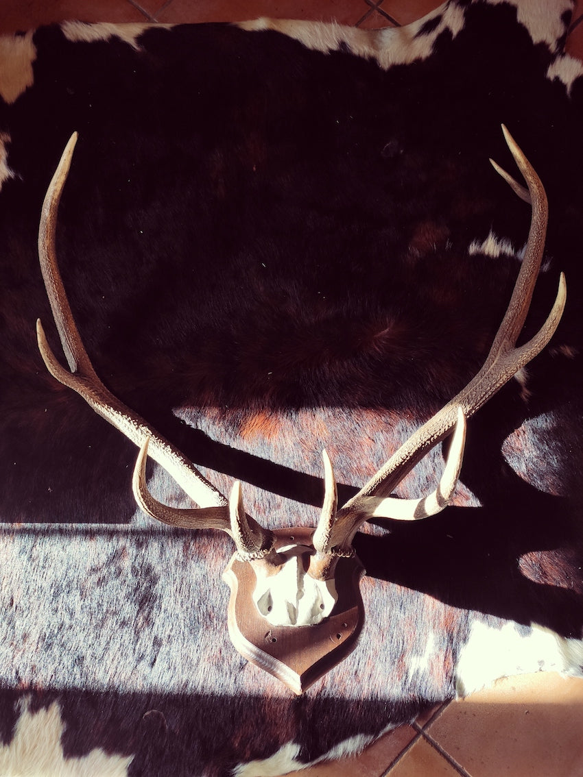 Grand trophée / massacre de cerf 9 cors - Le Sélectionneur - Brocante en ligne