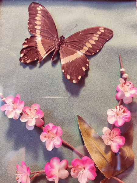 Cadre papillon vintage