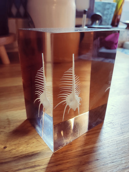 Résine d'inclusion vintage d'un coquillage Murex