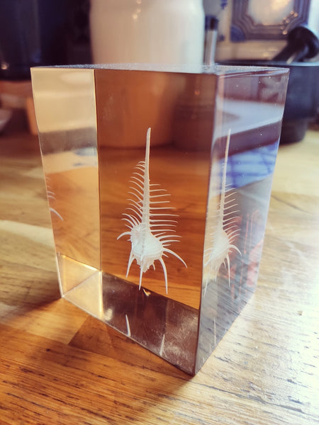 Résine d'inclusion vintage d'un coquillage Murex