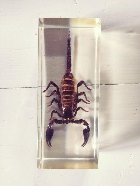 Inclusion de scorpion en résine vintage