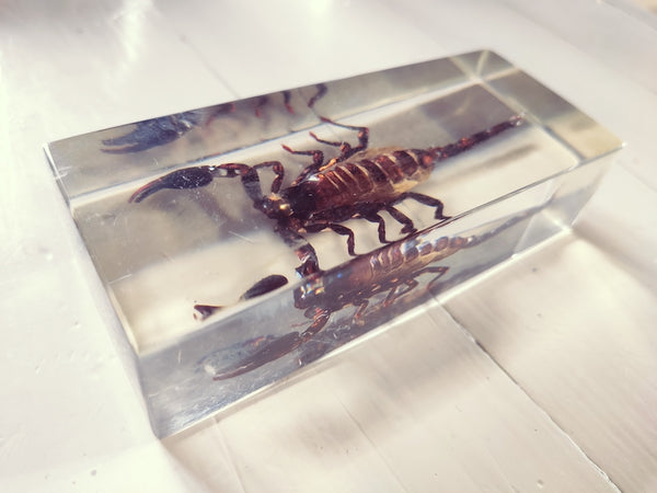Inclusion de scorpion en résine vintage