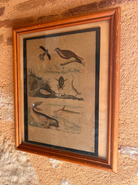 Gravure sous cadre ancienne de E. Guérin Dir aux motifs animaliers tirée du Dictionnaire d'Histoires Naturelles - Circa 1836