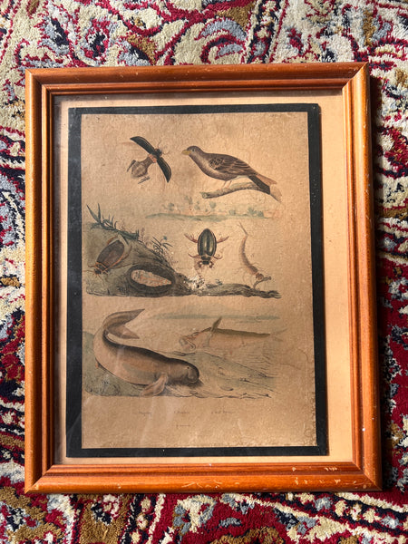 Gravure sous cadre ancienne de E. Guérin Dir aux motifs animaliers tirée du Dictionnaire d'Histoires Naturelles - Circa 1836