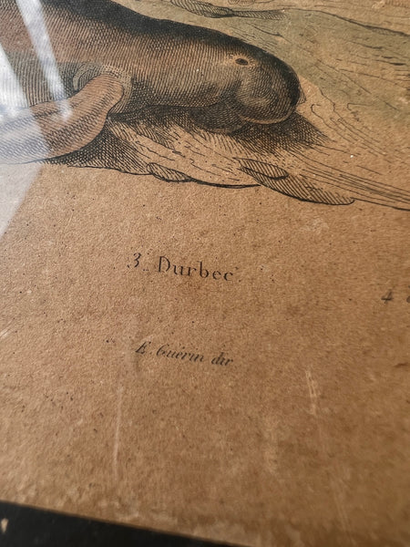 Gravure sous cadre ancienne de E. Guérin Dir aux motifs animaliers tirée du Dictionnaire d'Histoires Naturelles - Circa 1836