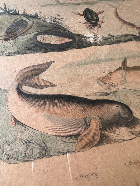 Gravure sous cadre ancienne de E. Guérin Dir aux motifs animaliers tirée du Dictionnaire d'Histoires Naturelles - Circa 1836