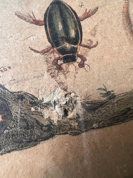 Gravure sous cadre ancienne de E. Guérin Dir aux motifs animaliers tirée du Dictionnaire d'Histoires Naturelles - Circa 1836