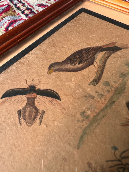 Gravure sous cadre ancienne de E. Guérin Dir aux motifs animaliers tirée du Dictionnaire d'Histoires Naturelles - Circa 1836
